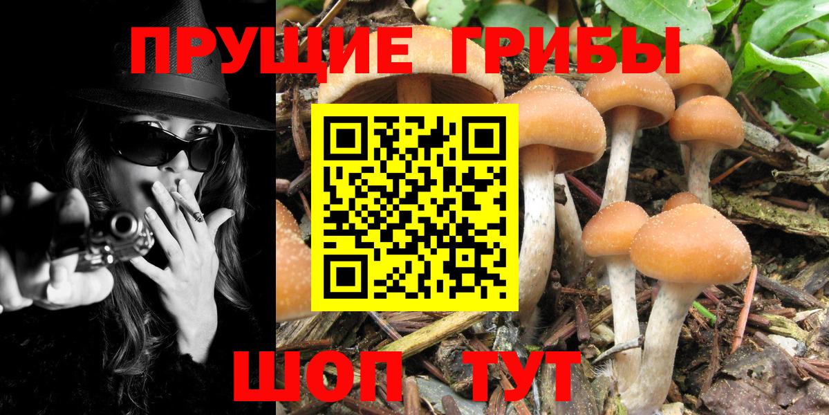 Псилоцибиновые грибы Cubensis  Вход с VPN  Галлюциногенные грибы Psilocybe  Всеволожск 